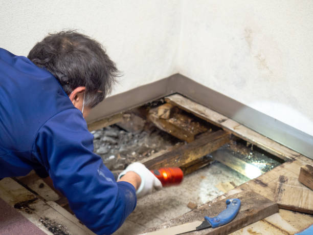 Best Commercial Mold Removal  in Elkins Rk, PA