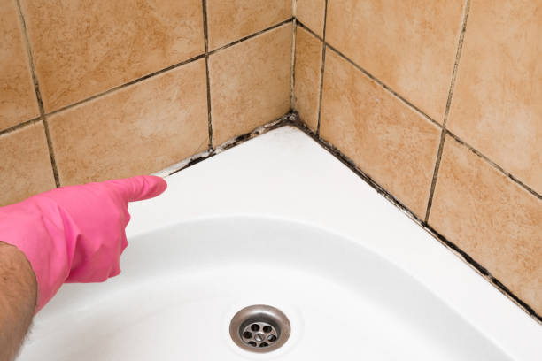 Best Fast Mold Removal  in Elkins Rk, PA